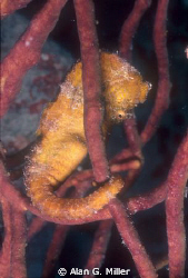 Seahorse, shot with a Nikonos RS and 50 mm Macro, 2 Ikeli... by Alan G. Miller 